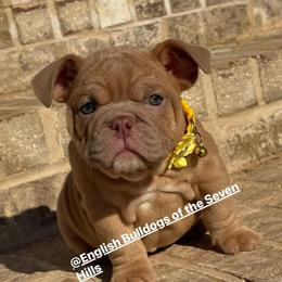 Molly - Chocolate tri-color female Bulldog puppy in Rome, Georgia from English Bulldogs of the Seven Hills