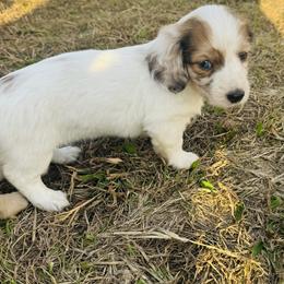 Girl 1 - Dapple female Dachshund puppy in Oklahoma from DRB Dachshunds