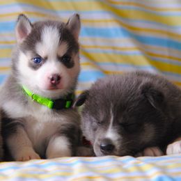 Pomsky Puppies from Brent Bauer