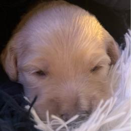 Versace - Cream male Goldendoodle puppy in Red Oak, Iowa from Fisher Pups-Stay Golden with a Doodle