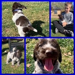 Wirehaired Pointing Griffon Puppies from Rocking S Griffons