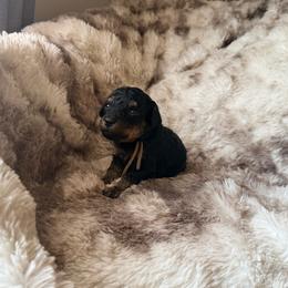 Bowser - Phantom male Poodle puppy in Uniondale, New York from Poodles Are Mixy