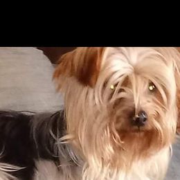 Yorkshire Terrier All Grown Up from West Texas Moonshine yorkies