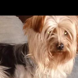 Yorkshire Terrier All Grown Up from West Texas Moonshine yorkies
