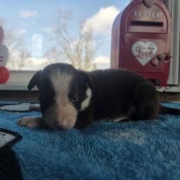 Cleo - Red female Border Collie puppy in Gary, Indiana from Lake Ridge Border Collies