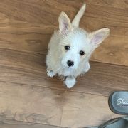 Manchester Terrier and Portuguese Podengo Pequeno Puppies from Tango Kennels