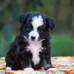 Smokey - Black tri male Miniature American Shepherd puppy in Chocowinity, North Carolina from Foxtail Hollow