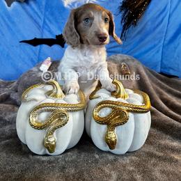 Dachshund Puppies from M.H.P Dachshunds