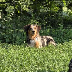 Leo - Sporty Mix