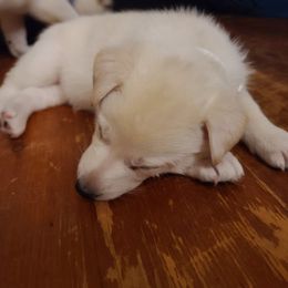 German Shepherd Puppies from Arctic Argonauts