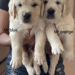 Golden Retriever Puppies from Blue water Goldens
