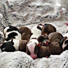 Poodle and Yorkshire Terrier Puppies from Effervescent-Pooches