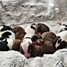 Poodle and Yorkshire Terrier Puppies from Effervescent-Pooches