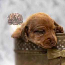 Pumpkin - Dapple female Dachshund puppy in Iola, Texas from Whiskey River Dachshunds