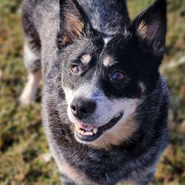 Marquise - Australian Cattle Dog