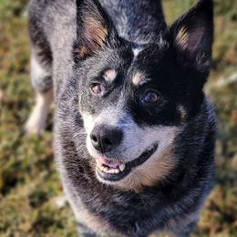 Marquise - Australian Cattle Dog