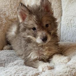 Vixen - Red and white female Siberian Husky puppy in Doswell, Virginia from Shinko Siberians