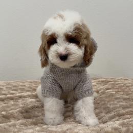 Patches - Parti male Goldendoodle puppy in Anaheim, California from Cuddle Bear Doodles