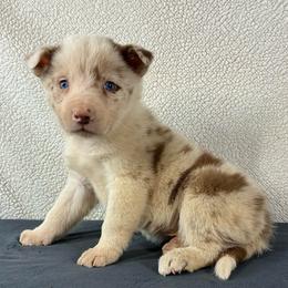 Axel-red Merle - Red merle male Border Collie puppy in Chattanooga, Tennessee from Ross Vegas Kennels
