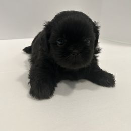 Shih Tzu Puppies from Moore Shih Tzus