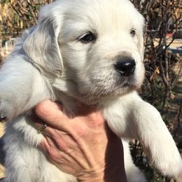 Golden Retriever and Labrador Retriever Puppies from Golden Hills Retrievers