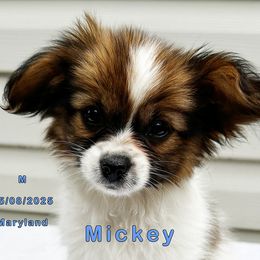 Mickey - White and sable male Papillon puppy in Oakland, Maryland from Holly Huxford