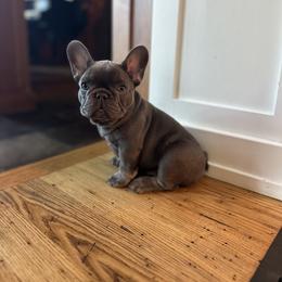 French Bulldog Puppies from Jolie Frenchies