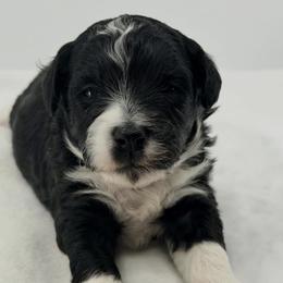 Luna - Black and white female Sheepadoodle puppy in La Plata, Maryland from Serenity Creek Doodles