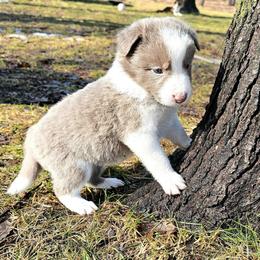Storm - Lilac male Border Collie puppy in Cedar Springs, Michigan from Lyncroft Border Collies