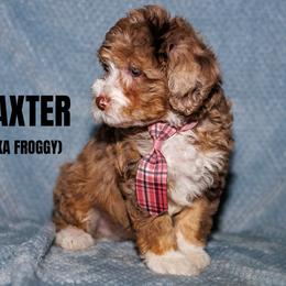 Baxter (aka Froggy) - Chocolate merle male Bernedoodle puppy in Gilbert, Arizona from Safe Havynn Doodles