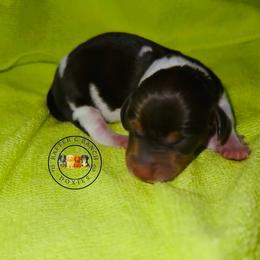MCPF long or short hair TBD - Piebald female Dachshund puppy in Carthage, Texas from Rafter C Ranch Doxies