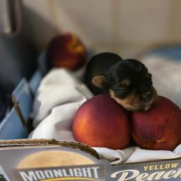 Hutch - Black and tan male Yorkshire Terrier puppy in Charleston, West Virginia from Chuck City Danes & Yorkies