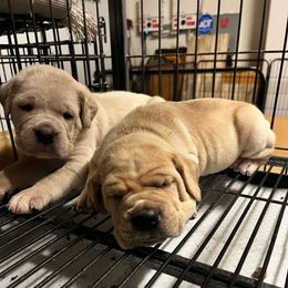 Boy 1 - Fawn male Cane Corso puppy in California from Maestoso Cane Corso
