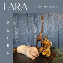 Lara - Light golden female Golden Retriever puppy in El Campo, Texas from Starlight Goldens