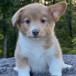 Misty - Sable female Pembroke Welsh Corgi puppy in Fayetteville, Arkansas from Intergalactic Corgis