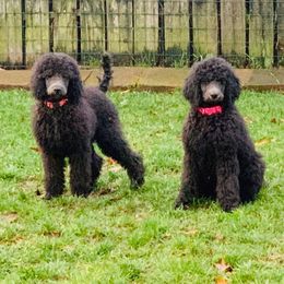Poodle Puppies from Coplar Creek Standard Poodles