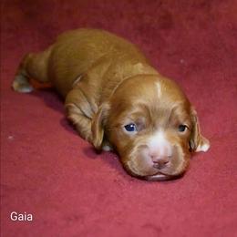 Gaia - Red female Cockapoo puppy in Sunset, Louisiana from Cano Cockapoos