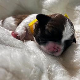 Bella - Tricolor female Shih Tzu puppy in Sebring, Florida from Amarilys ShihTzus & Poodles