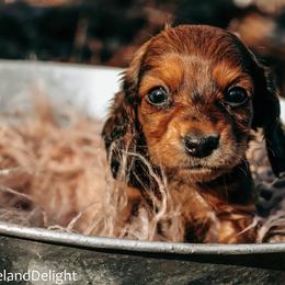 Girl 1 - Red female Dachshund puppy in Cleveland, Alabama from Doxieland Delight