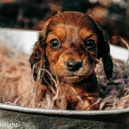 Girl 1 - Red female Dachshund puppy in Cleveland, Alabama from Doxieland Delight