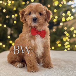 Fern - Red  male Goldendoodle puppy in Amarillo, Texas from Blackwater Doodles