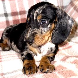 Girl 3 - Black and tan female Dachshund puppy in Fredonia, Arizona from Desert Horizon Dachshunds