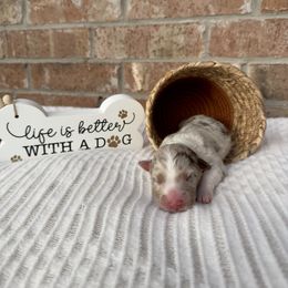 Australian Shepherd Puppies from Aussome Okie Aussies