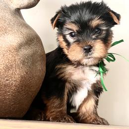Green Boy - Black and gold male Yorkshire Terrier puppy in Meridian, Idaho from Doodles of Idaho
