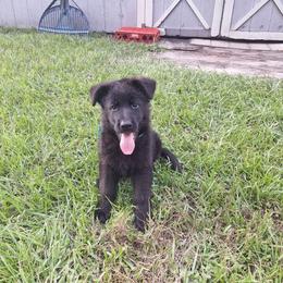 Ivory vom LegendLand - Black male German Shepherd puppy in Hillsborough County, Florida from Vom Legend Land