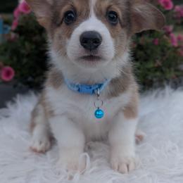 Usher - Sable and white male American Corgi puppy in Garrett, Indiana from Chloe's Colorful Corgis