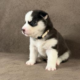 Zeus - Black and white male Siberian Husky puppy in Miami, Florida from House of Ace & Iza