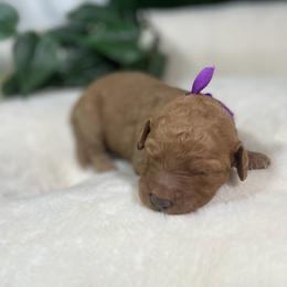 Goldendoodle Puppies from BlueCopper Doodles