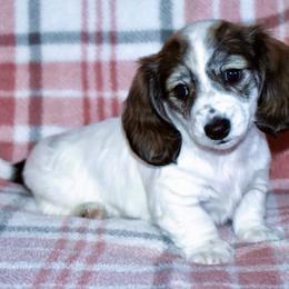 Dachshund Puppies from Desert Horizon Dachshunds