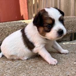 Oliver - White and sable male Papillon puppy in Chattanooga, Oklahoma from Lottie Dottie Scottie’s and Papillons